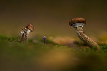 Ben je verdwaald kleintje? Foto van grote paddenstoelen die zich over een kleintje buigen van Birgitte Bergman