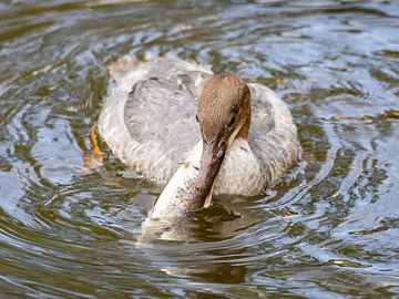 A goosander with fish by Teresa Bauer