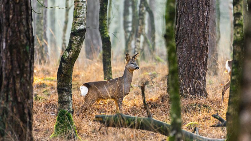 Ree in uitkijkende houding in de Nederlandse bossen van Maarten Oerlemans