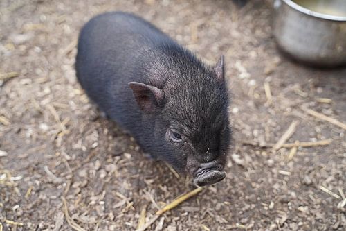 Mini piglet at the first exit on the farm.