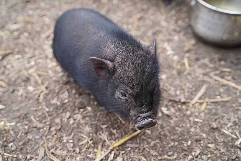 Minischwein Ferkel beim ersten Ausgang auf dem Hof. von Babetts Bildergalerie
