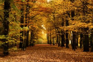 Herfst van Ingrid Van Damme fotografie