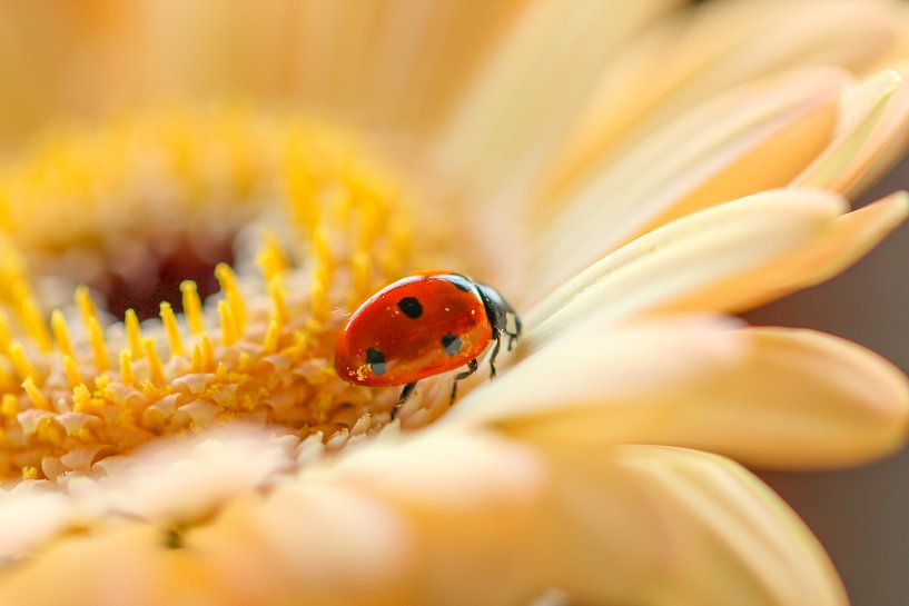 Lieveheersbeestje by Tineke Roosen