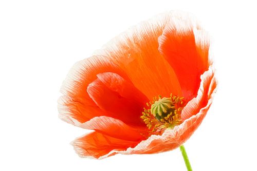 Klaproos met witte rand