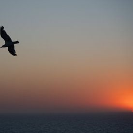 Gull dance at sunset by Jim De Sitter