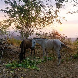 Mooie zonsondergang in Minca, Colombia sur Selma Hamzic