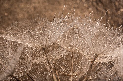 De druppels schitteren tussen de beige, goud en bruintinten