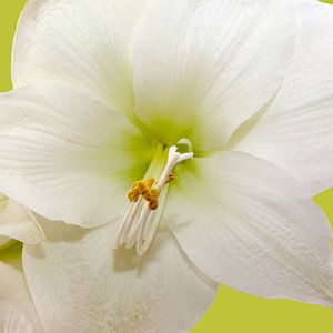 Amaryllis bloem van Menno Schaefer