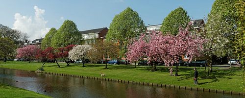 Rotterdamse bloesempracht