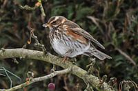 Redwing