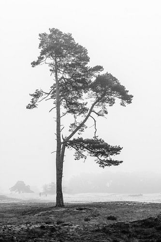 Lone Tree, Wekeromse Zand, Nederland