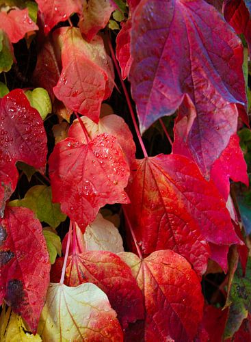 Die Herbstfarben sind immer etwas Besonderes
