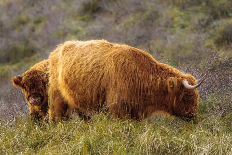 Kleiner schottischer Highlander mit Mutter von Dirk van Egmond