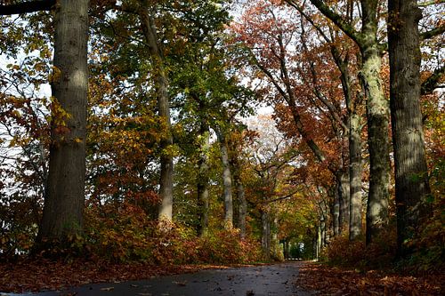 oude eiken herfst serie