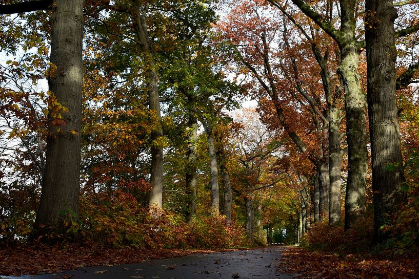 alte Eiche Herbstserie von Janny Schilderink......Atelier "de Tuute "