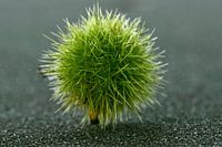 Chestnut autumn picture