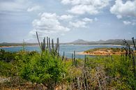 Washington Slagbaai on Bonaire by Patricia Hofmeester thumbnail