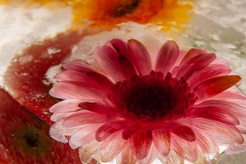 Gerbera in Eis 1