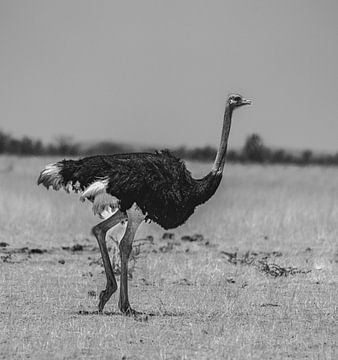 African ostrich in Namibia, Africa by Patrick Groß