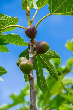 Majorque, De nombreux fruits de figues mûres entre les feuilles vertes des fruitiers sur adventure-photos