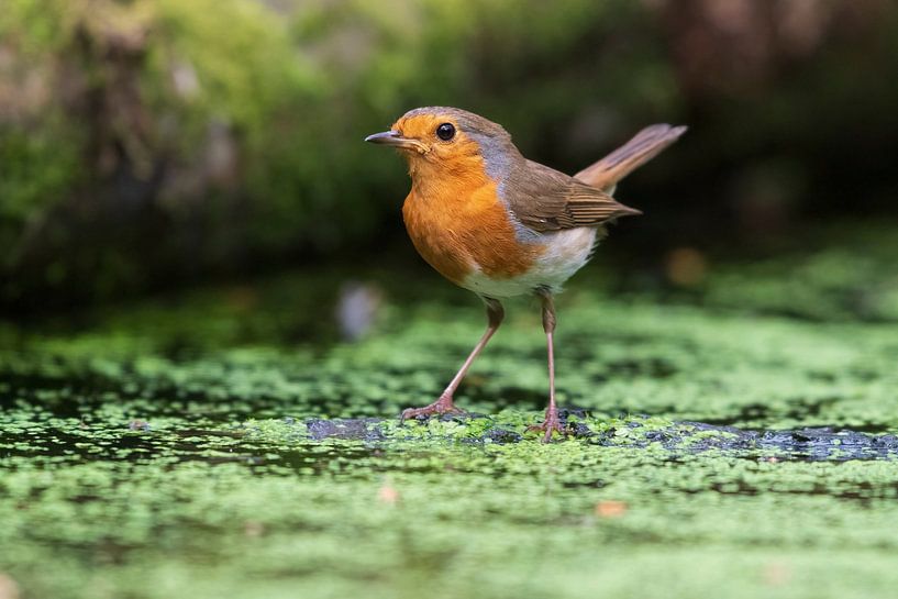 Robins von Merijn Loch