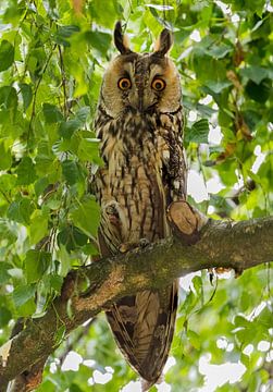 Long-eared owl. by Robbie Nijman