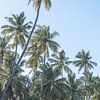 Palmiers sur la plage au Sri Lanka sur Photolovers reisfotografie