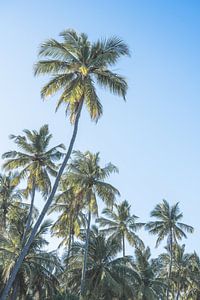 Palmiers sur la plage au Sri Lanka