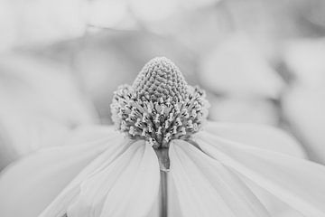 Nahaufnahme einer Blume in Schwarz-Weiß von Crystal Clear