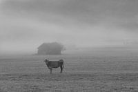 Kuh im Morgennebel