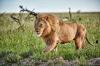 male lion patrolling through  the area