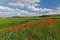 Zomerlandschap met rode klaprozen en velden