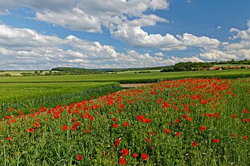 Sommerlandschaft mit rotem Mohn und Feldern von Alexander Ließ