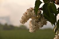 A white lilac blossom