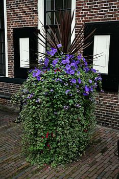 Bloemen in Groningen.