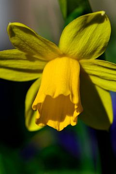 A daffodil flower in the sun