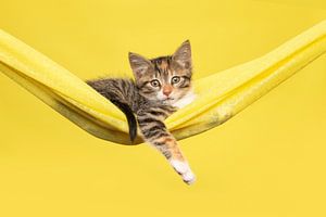 Niedliches Kätzchen in gelber Hängematte