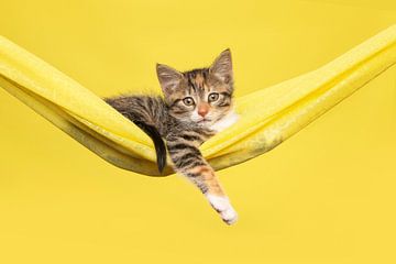 Cute kitten in yellow hammock by Elles Rijsdijk