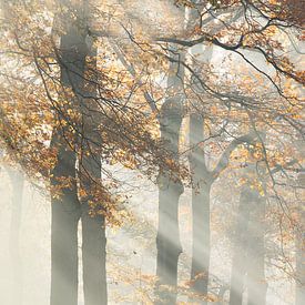 Herfst  met zonnestralen van Ingrid Van Damme fotografie