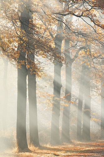 Herfst  met zonnestralen