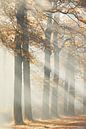 Herbst von Ingrid Van Damme fotografie Miniaturansicht