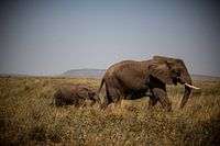 Mama elephant and baby elephant