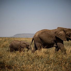 Mama olifant en babyolifant van Niels pothof