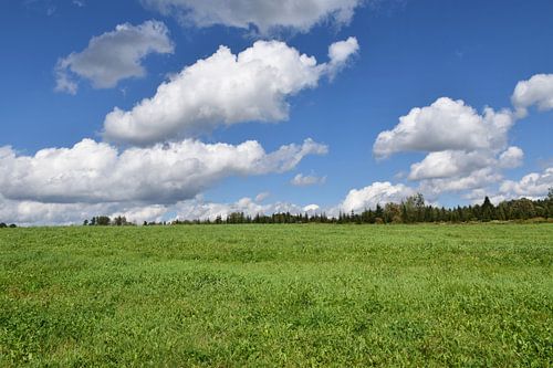Een veld van klaver in de zomer