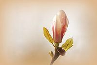 Magnolie