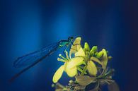 Dragonfly on a yellow image by Pix-Art By Naomi.k thumbnail