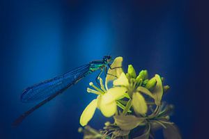 Libelle op een geel plaatje