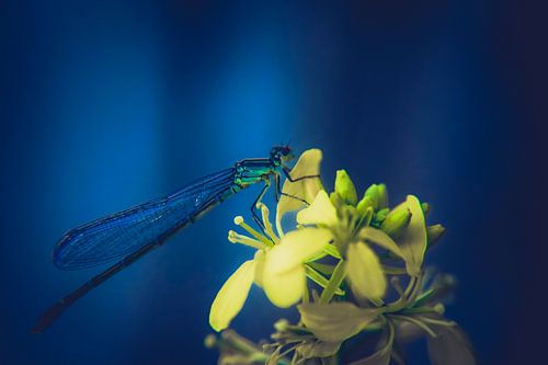 Libelle op een geel plaatje