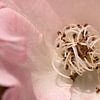 closeup of a pink rose by W J Kok