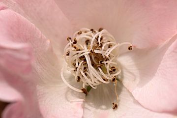 closeup van een roze roos van W J Kok
